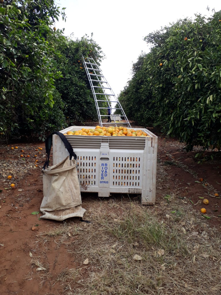 Here you should see some oranges