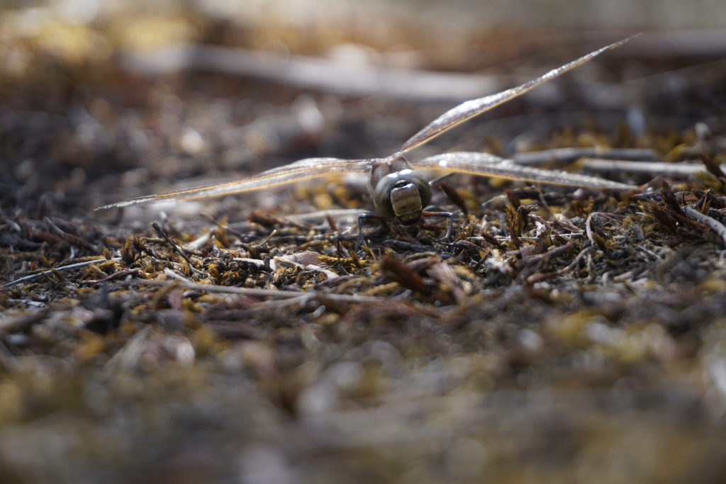 Here you should see a dragonfly