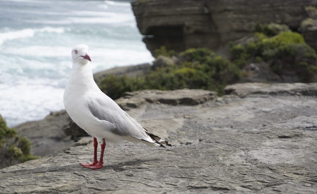 Here you should see a seagull