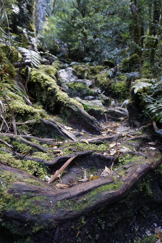 Here you should see forest