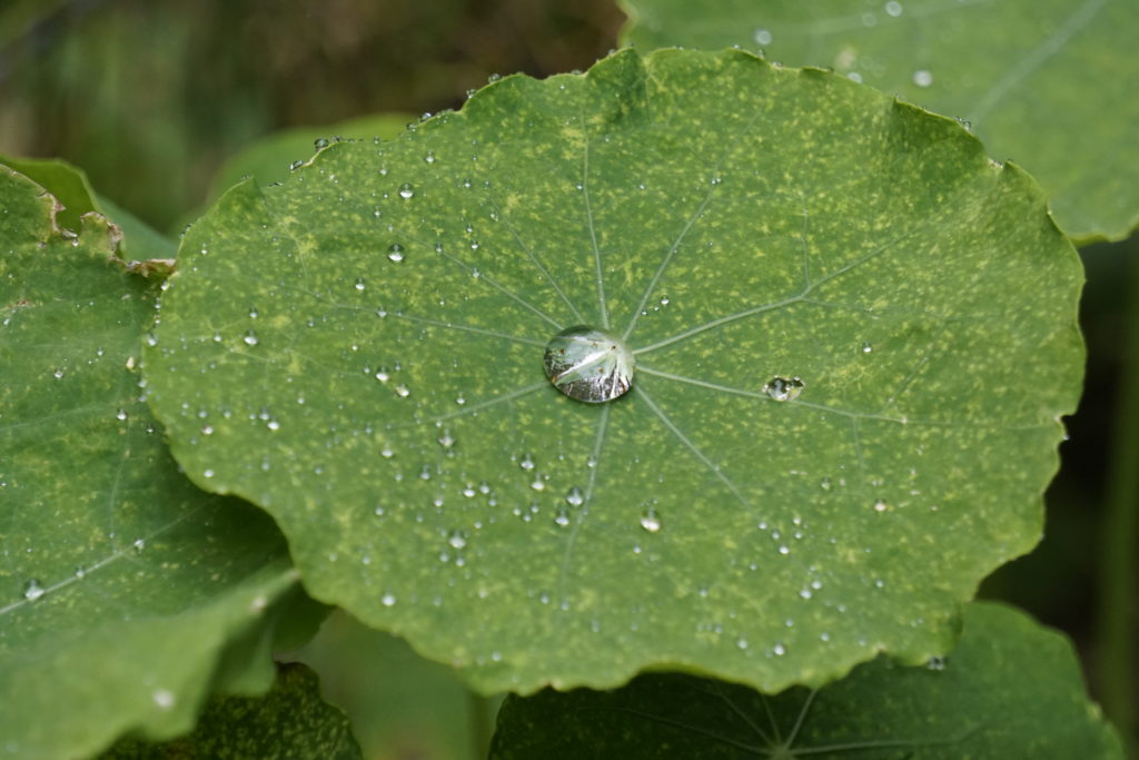 Here you should see a drop of water