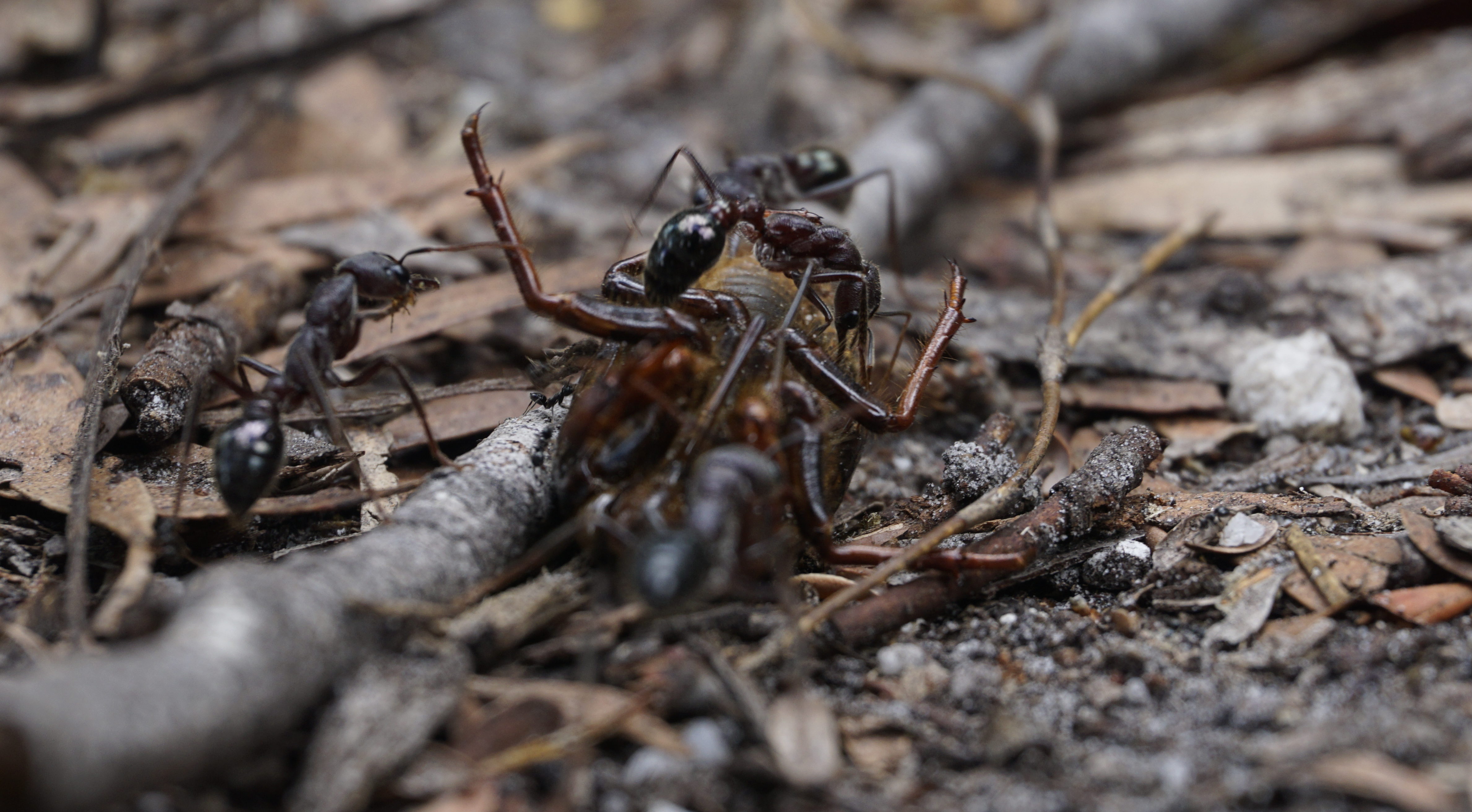 Here you should see ants