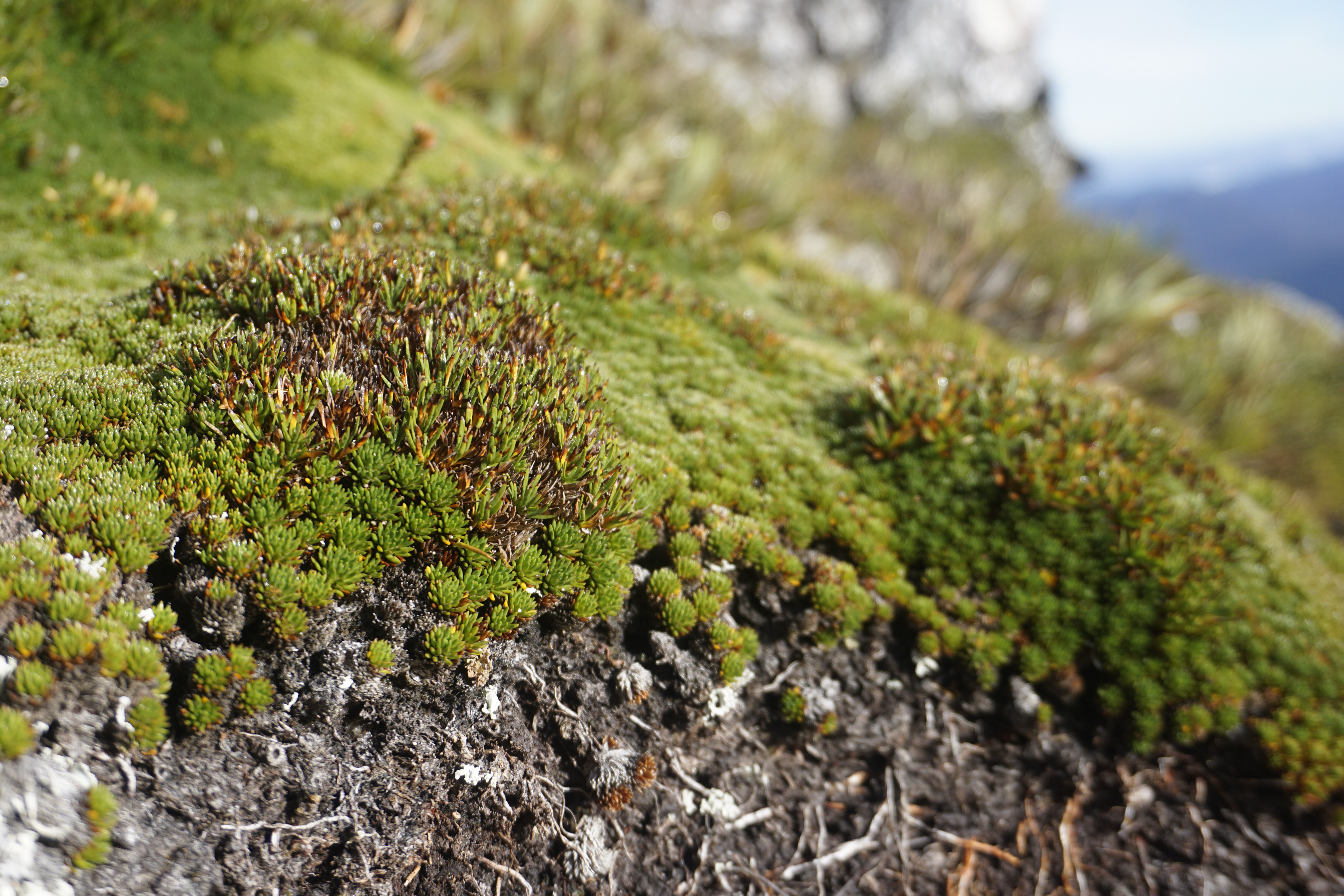 Here you should see moss