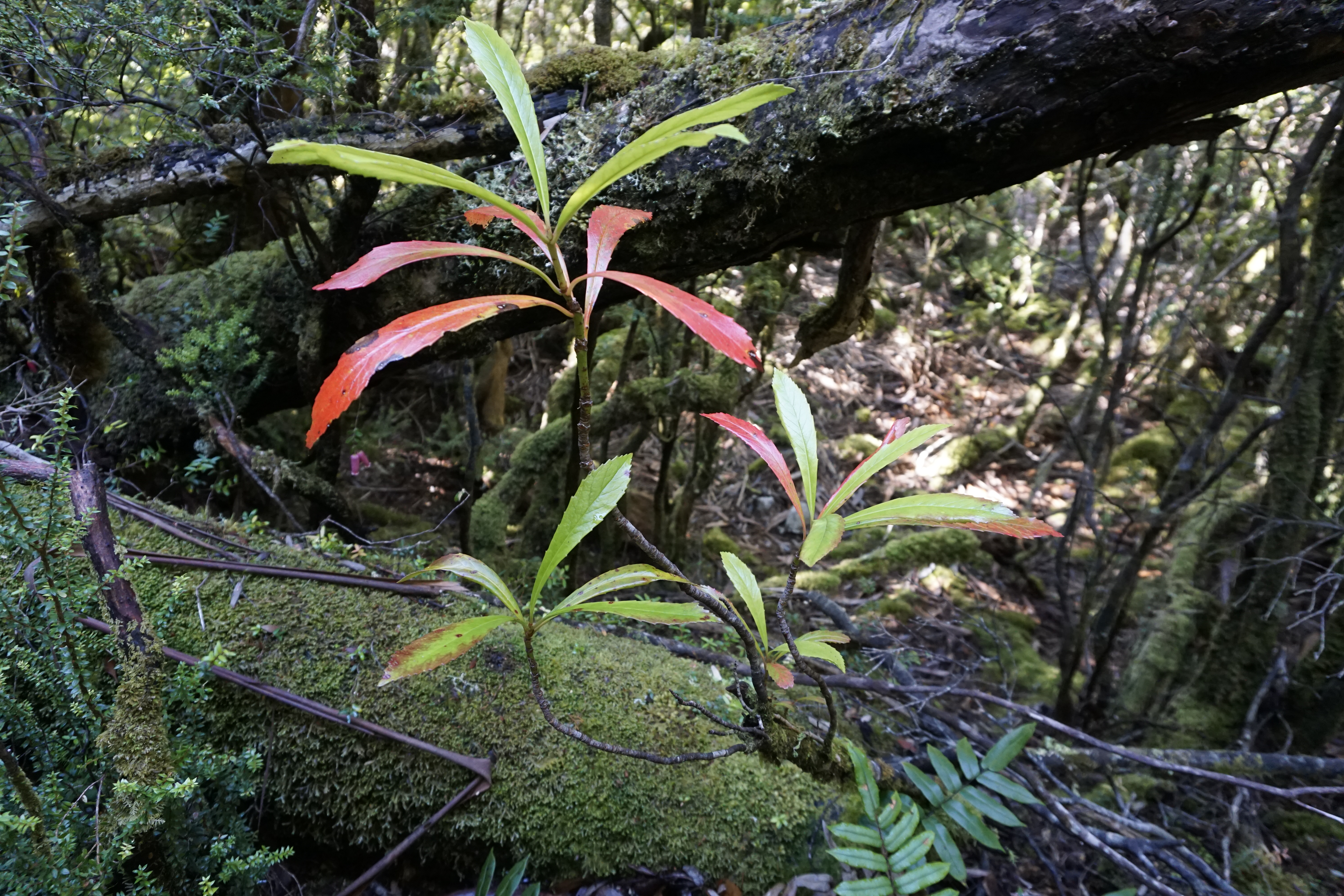 Here you should see a plant