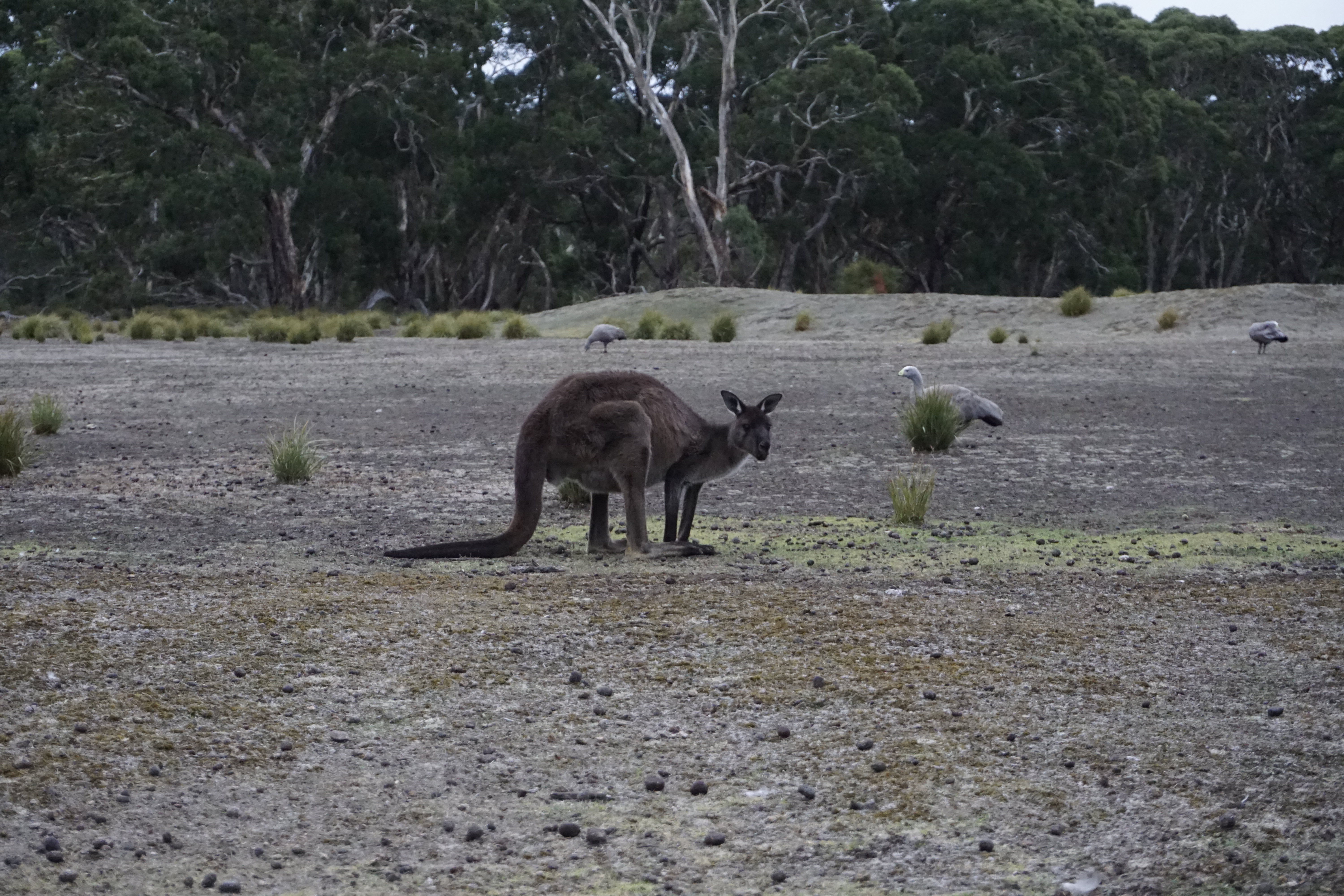 Here you should see a Kangaroo