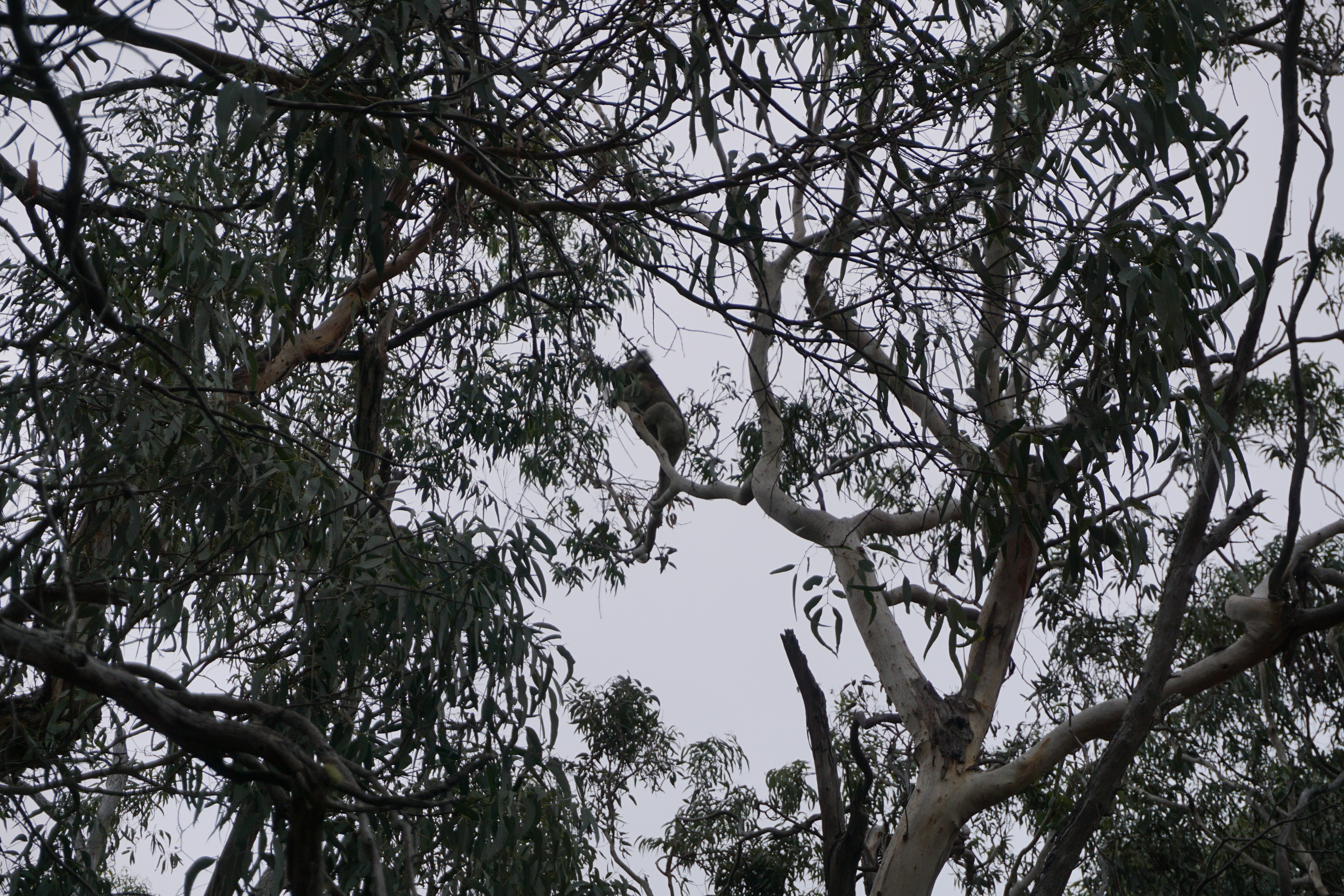 Here you should see a Koala