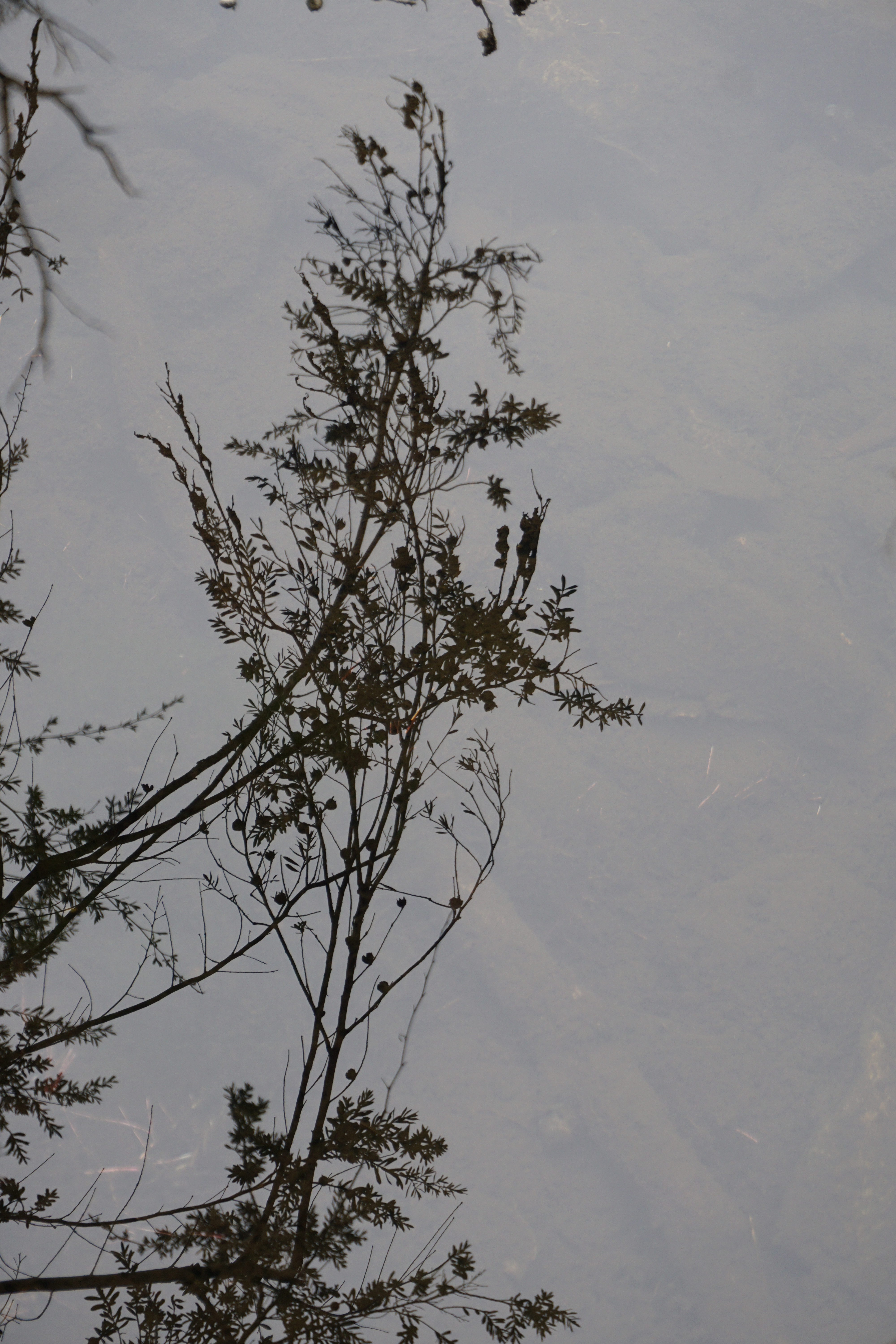 Here you should see a plant mirrored in a water surface