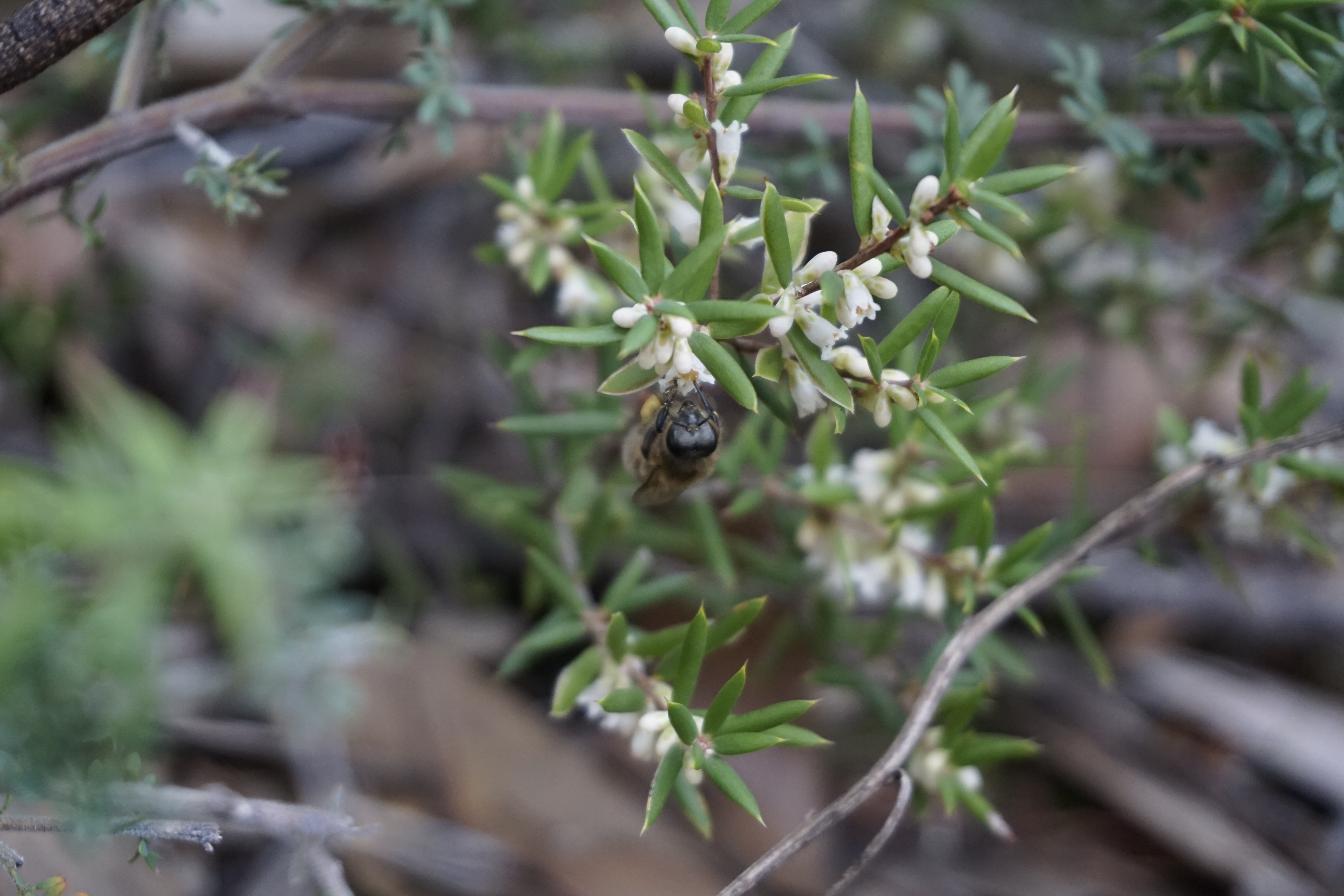 Picture of a busy bee