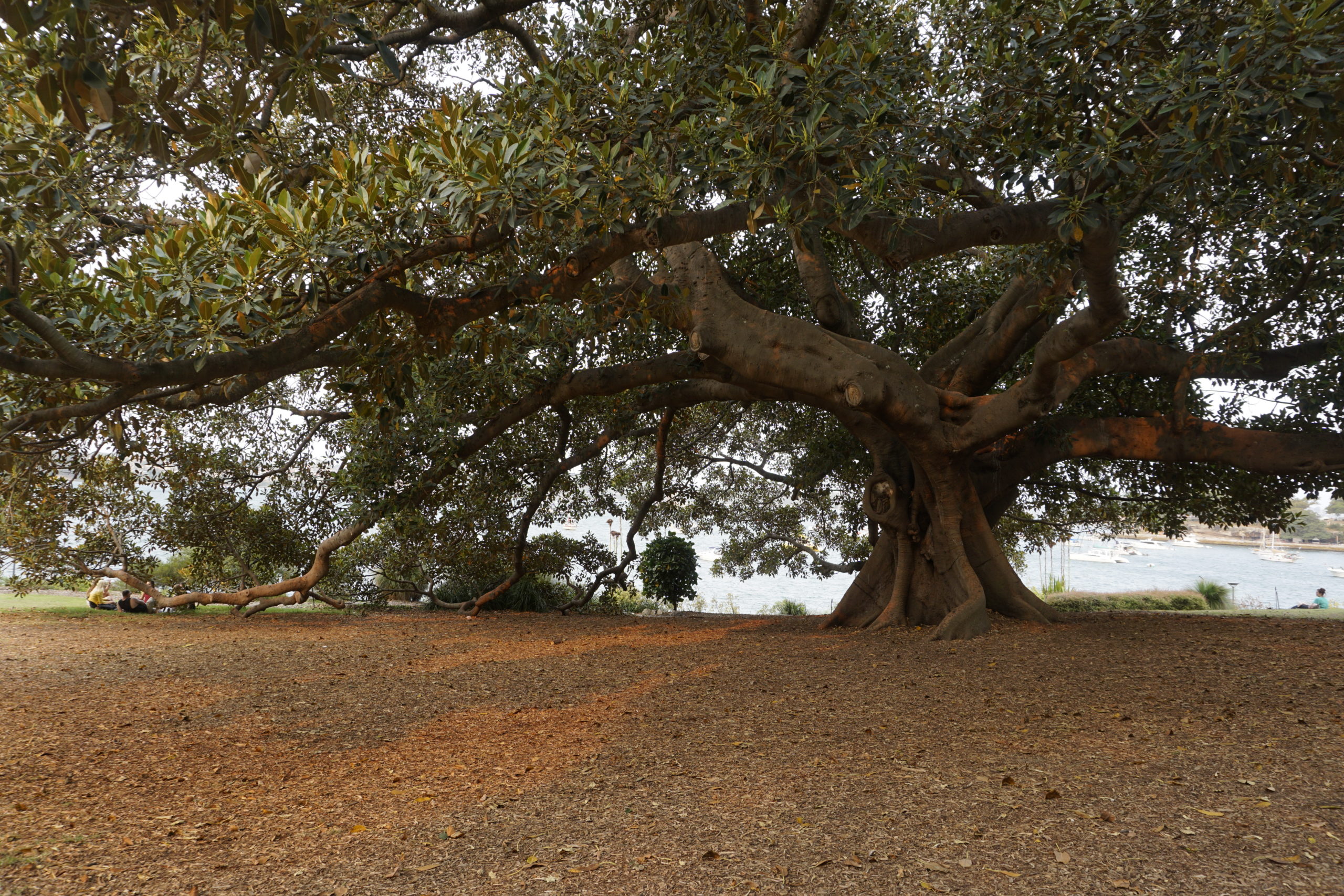 Here you should see a big tree