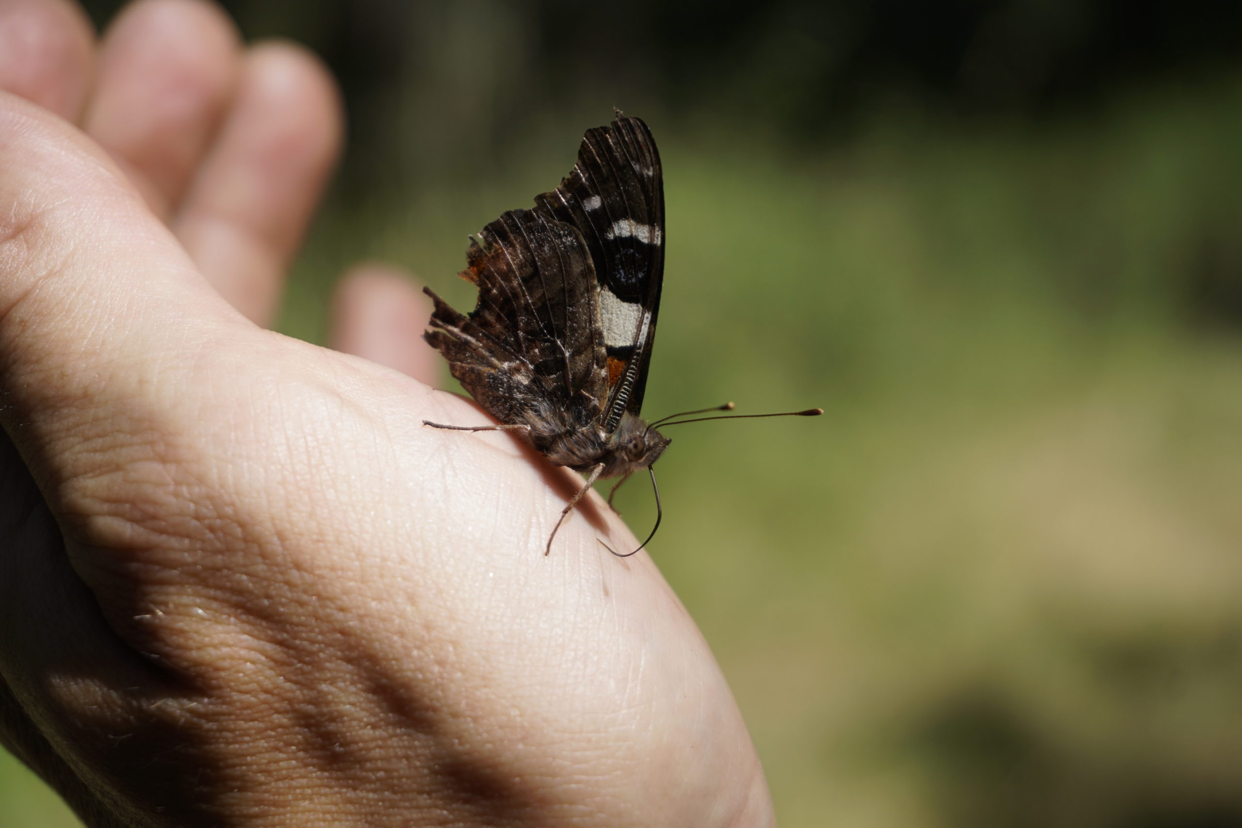 Here you should see a butterfly