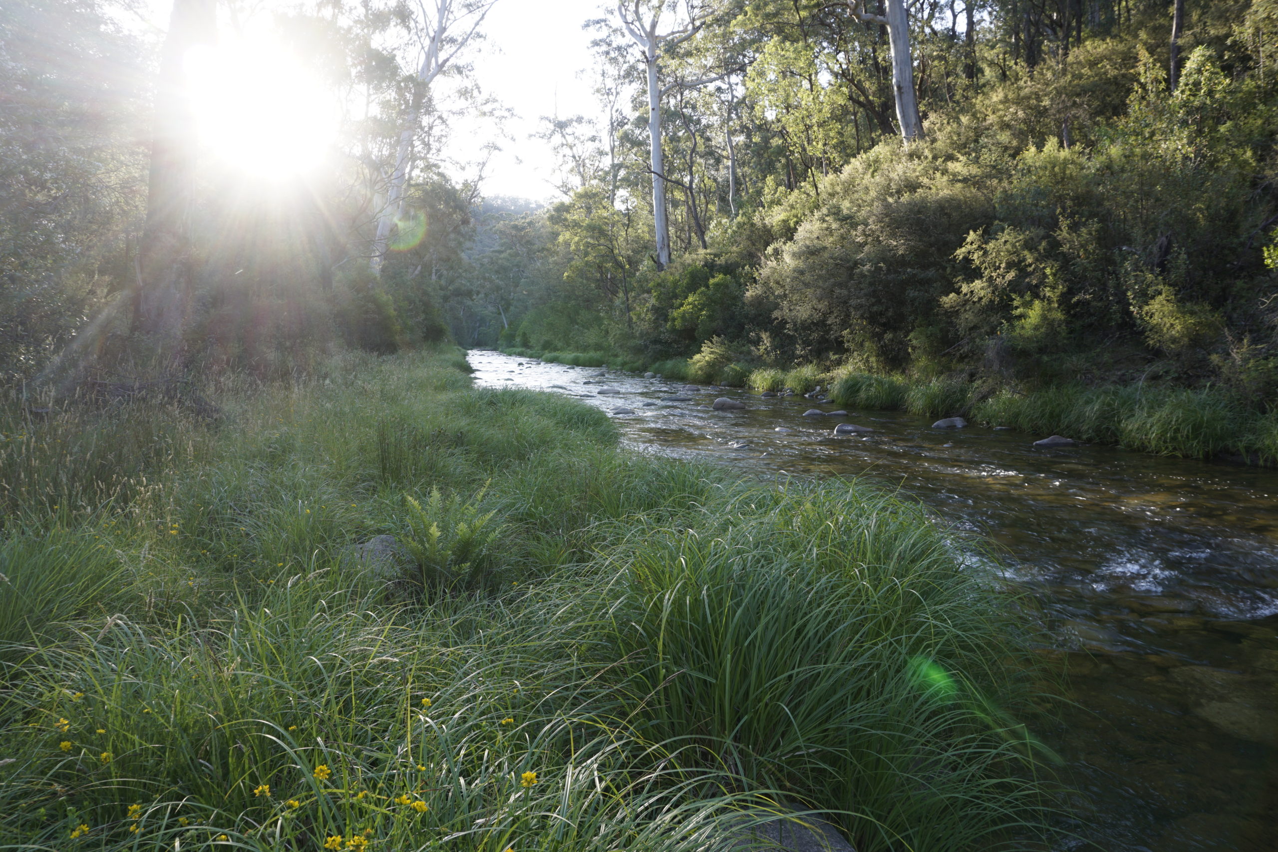 Here you should see the Howqua River