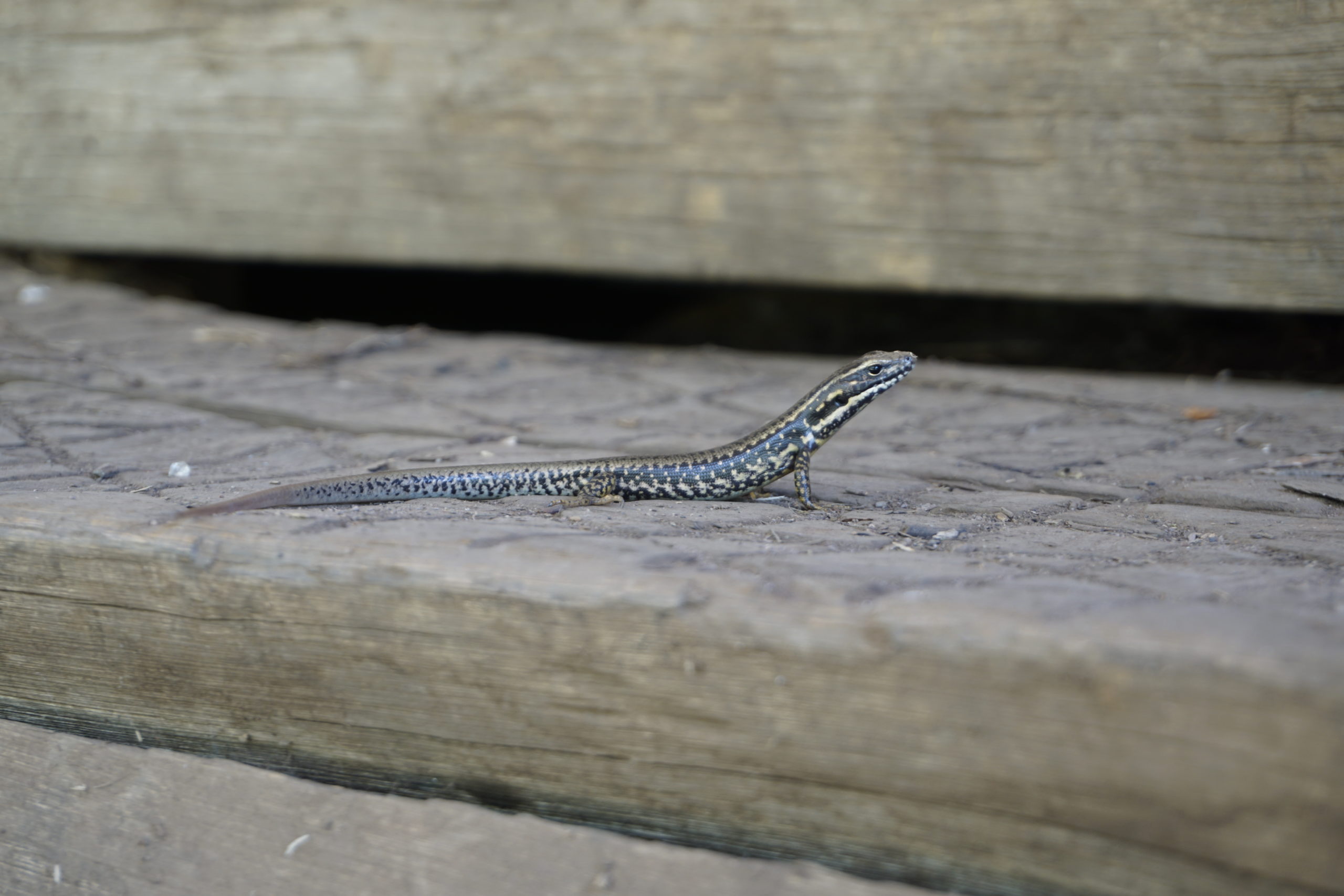 Here you should see a tiny lizard