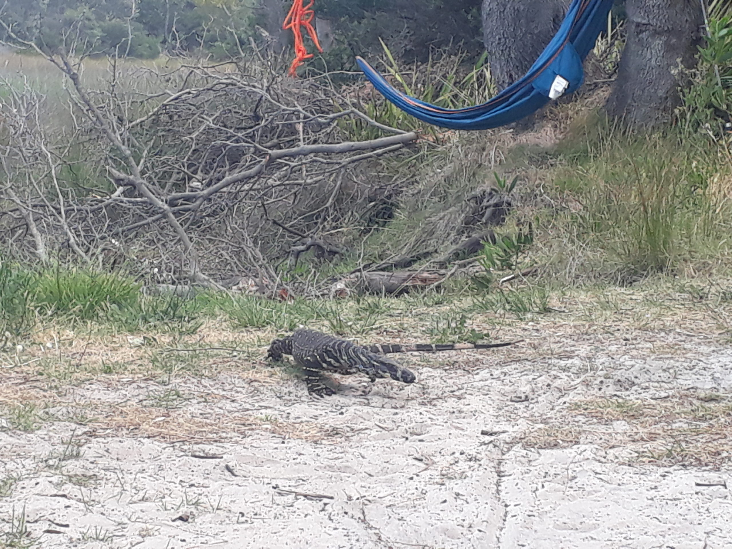 Here you should see a very big lizard