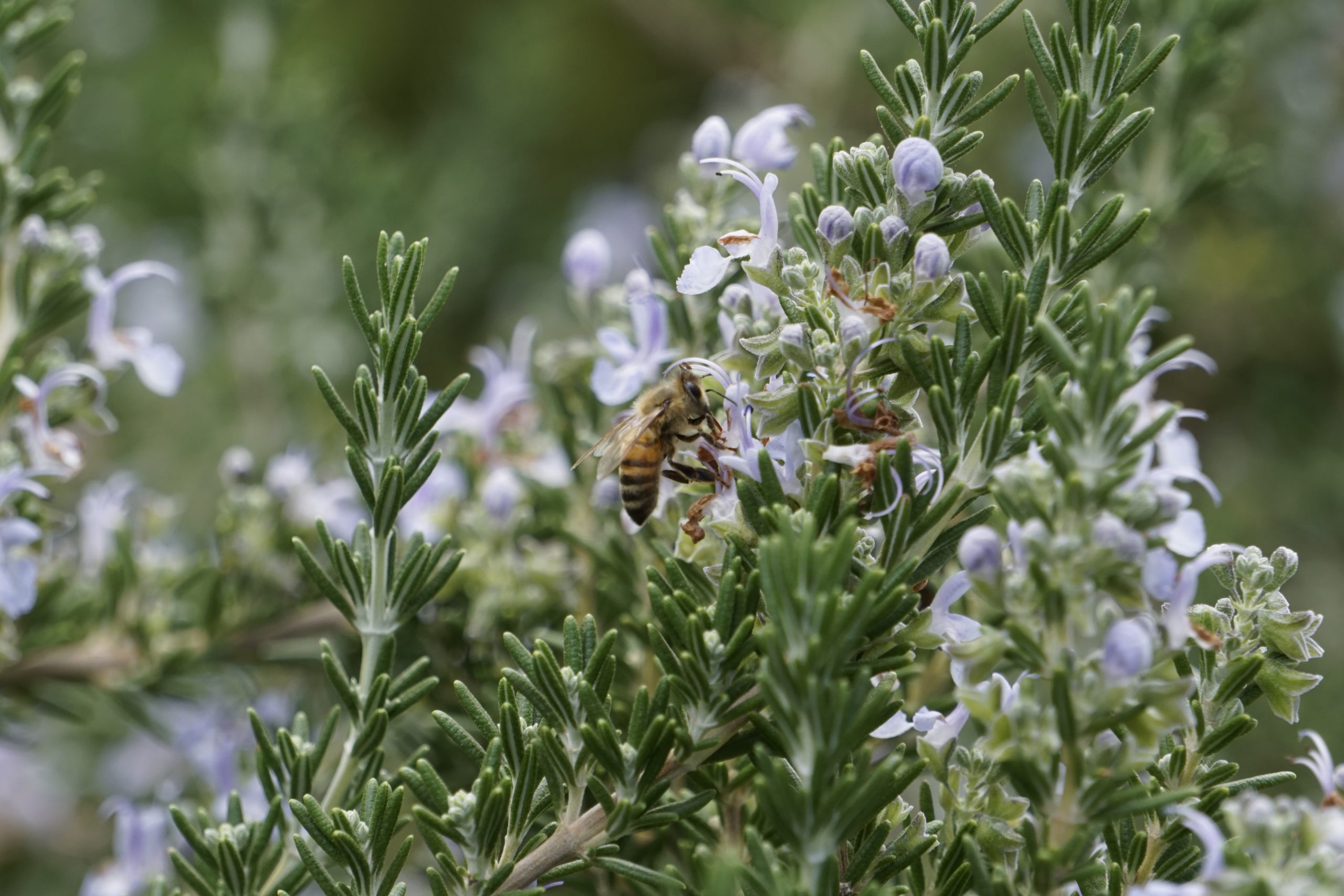 Here you can see a bee