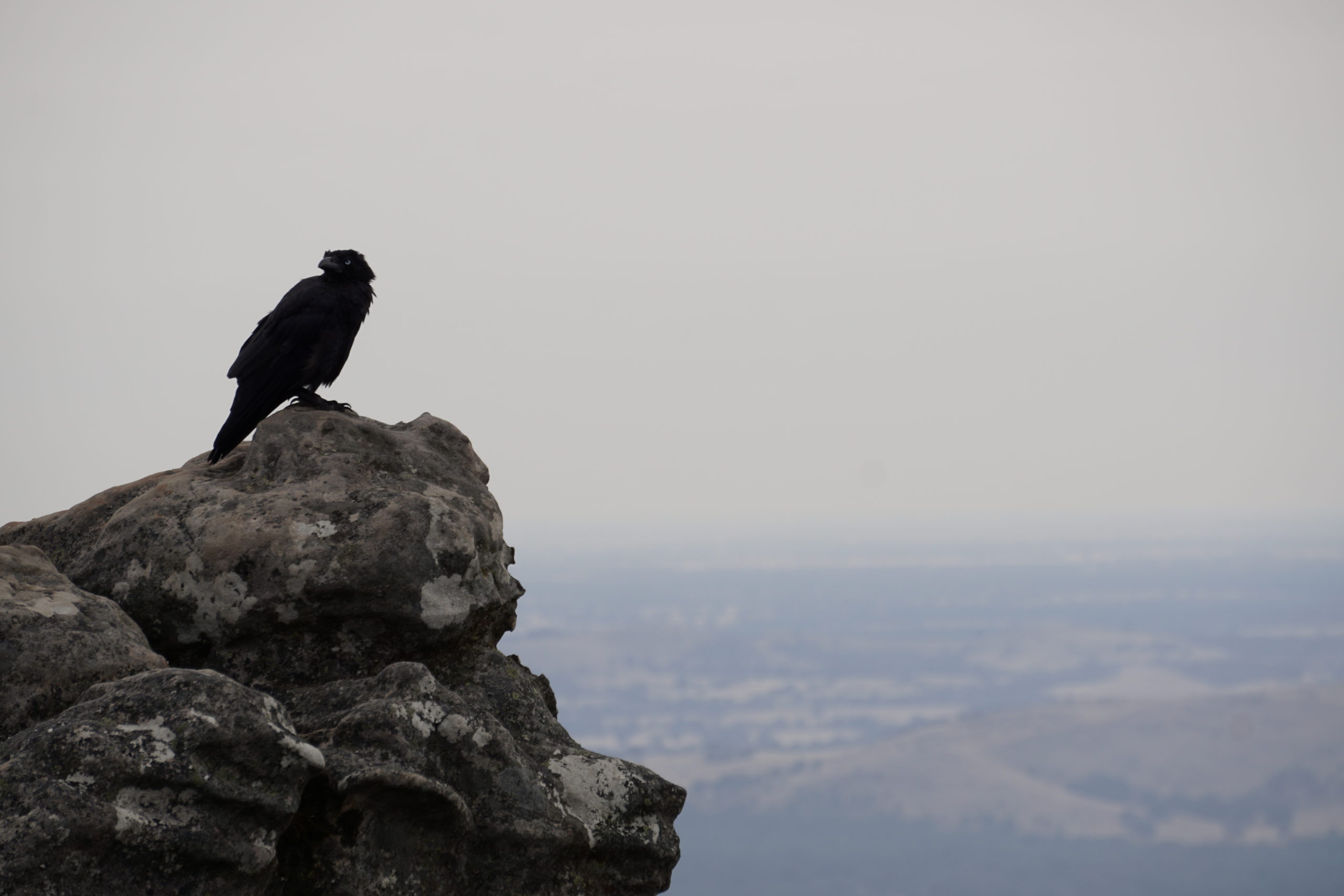 Here you can see a crow