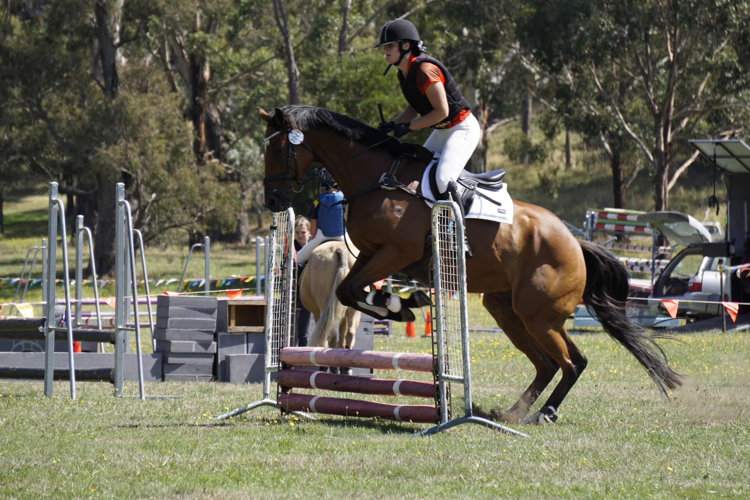 Here you can see a horse