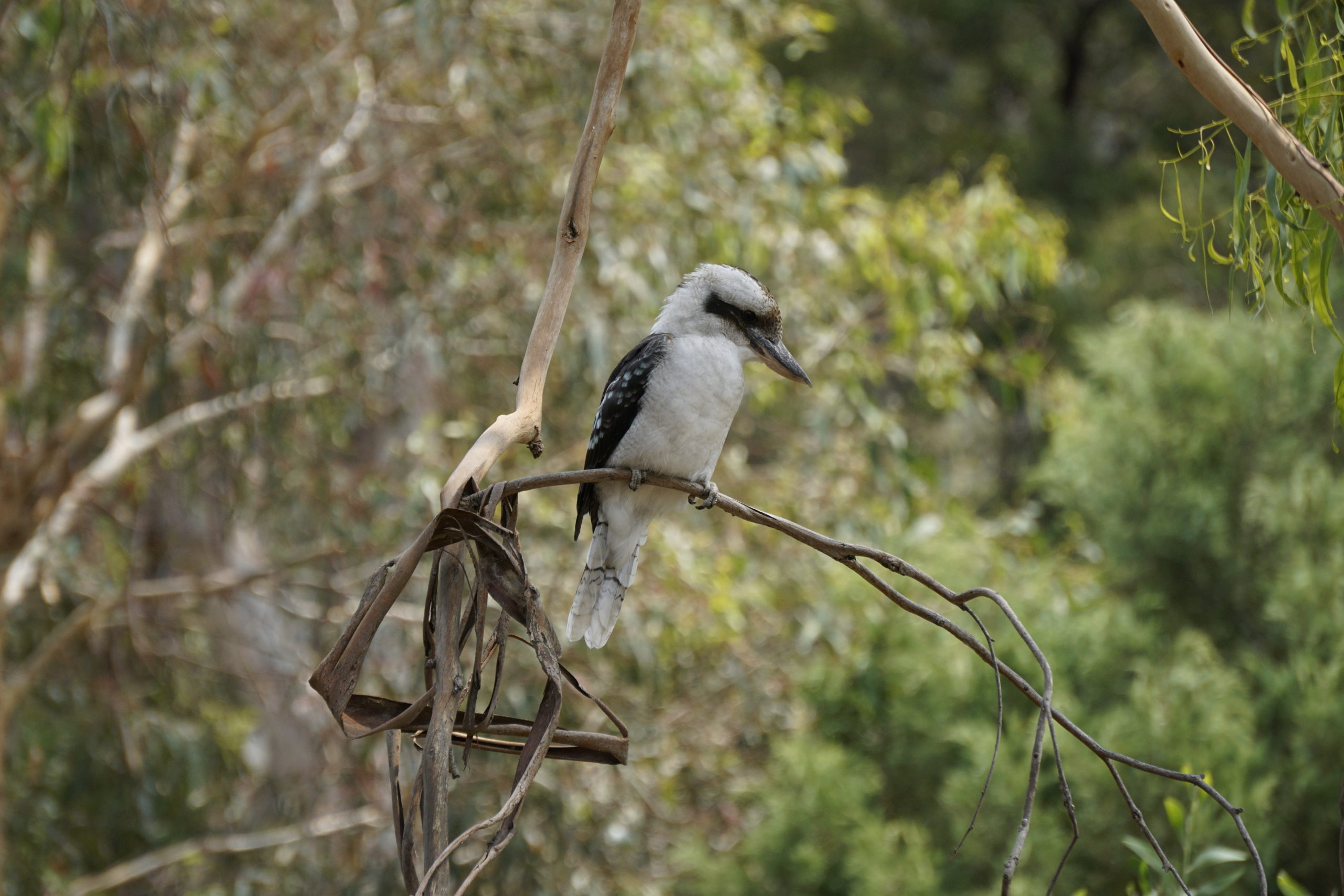 Here you can see a Kookaburra