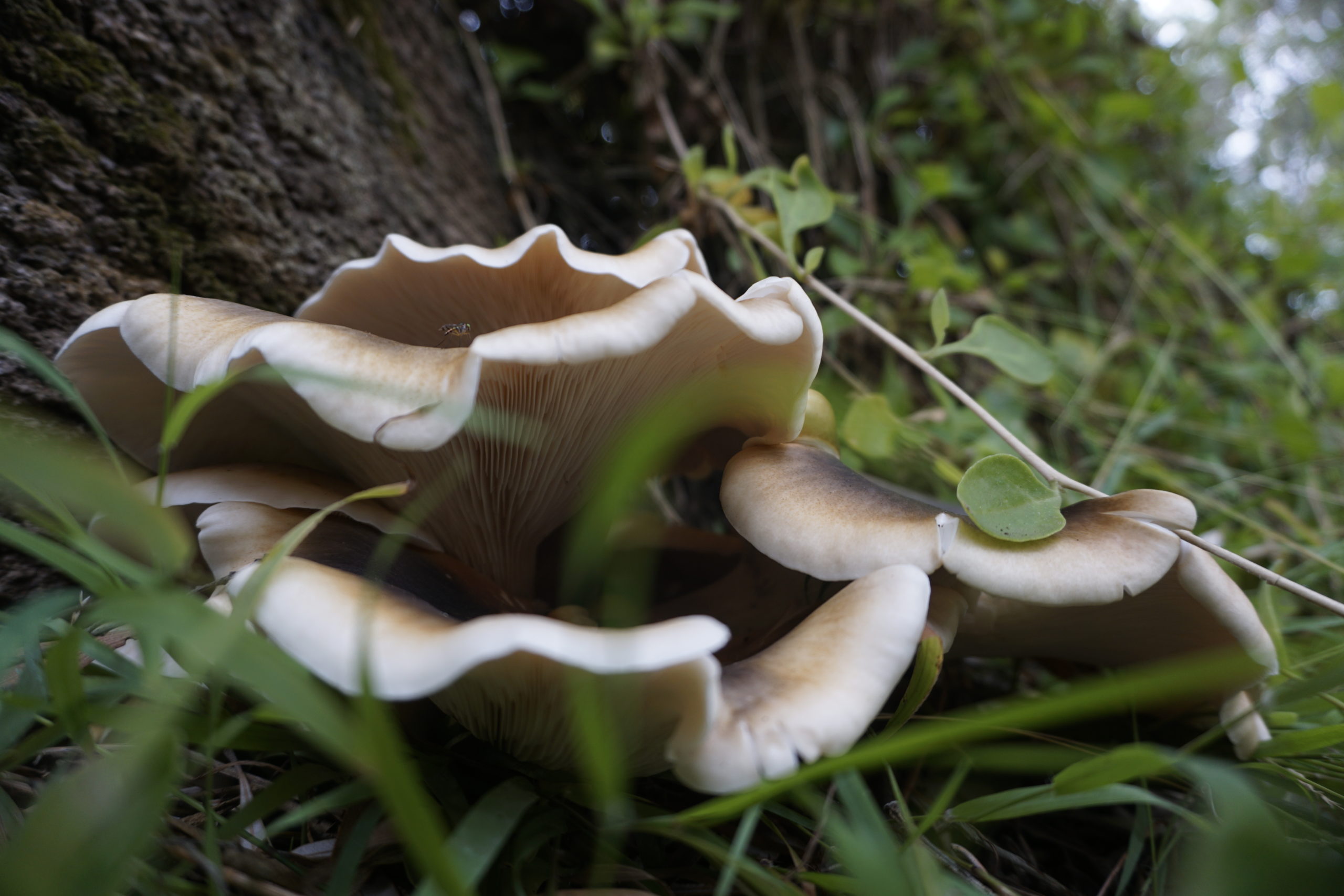 Here you can see a mushroom