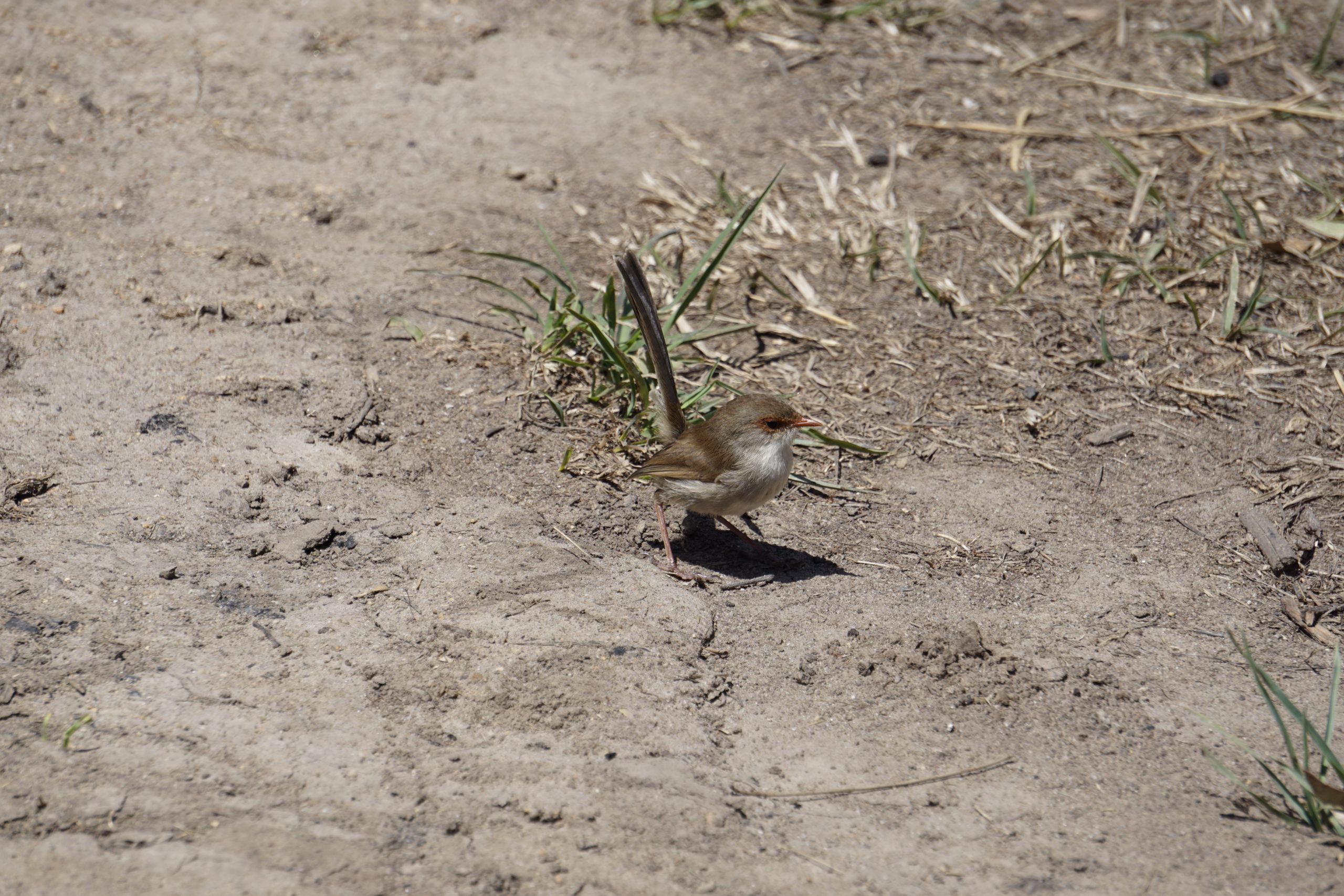 Here you can see a sparrow