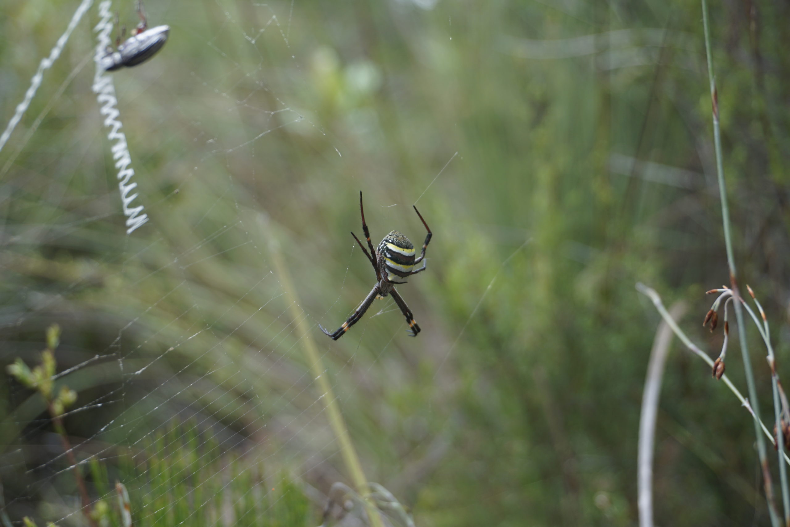Here you can see a spider