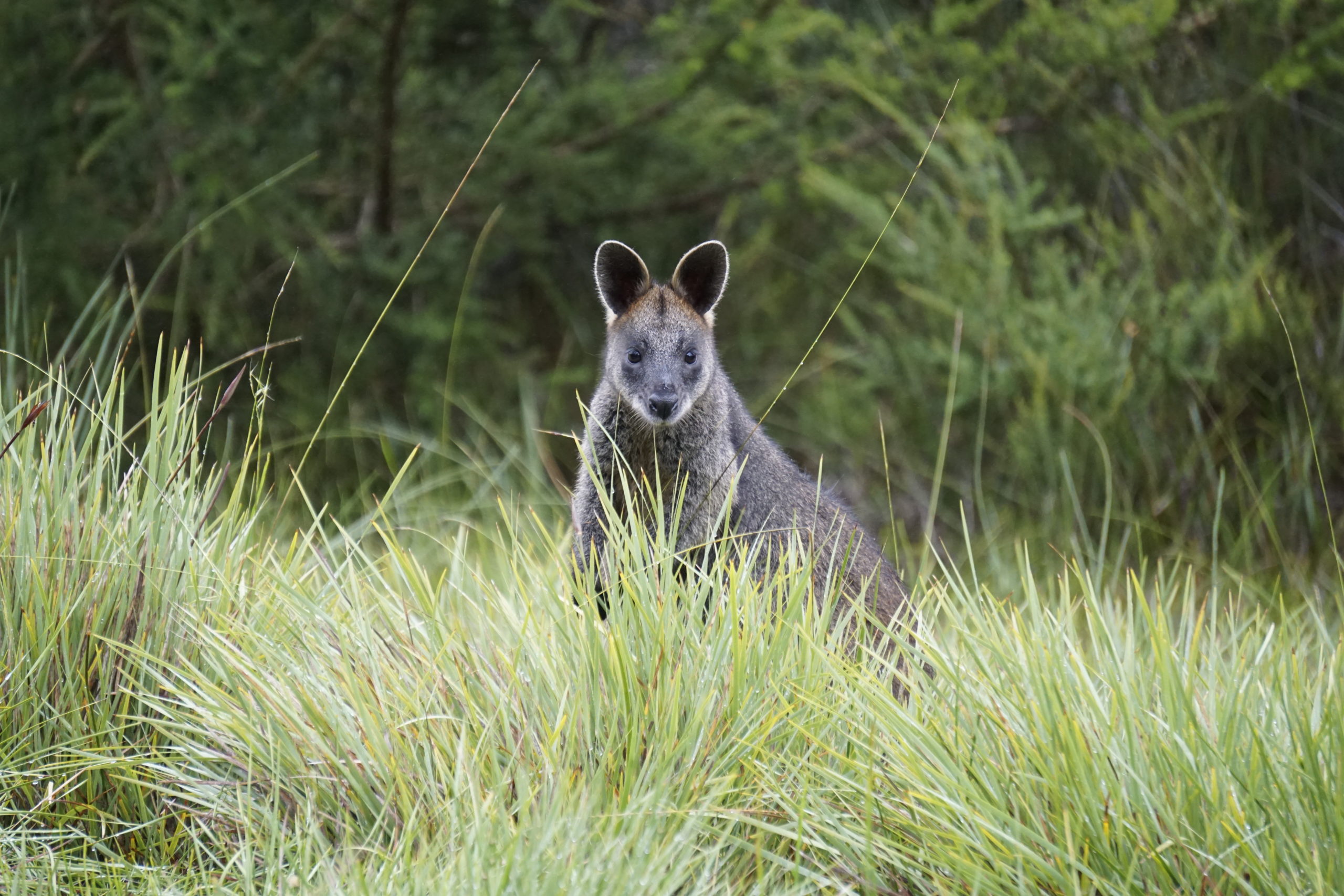 Here you can see a wallaby