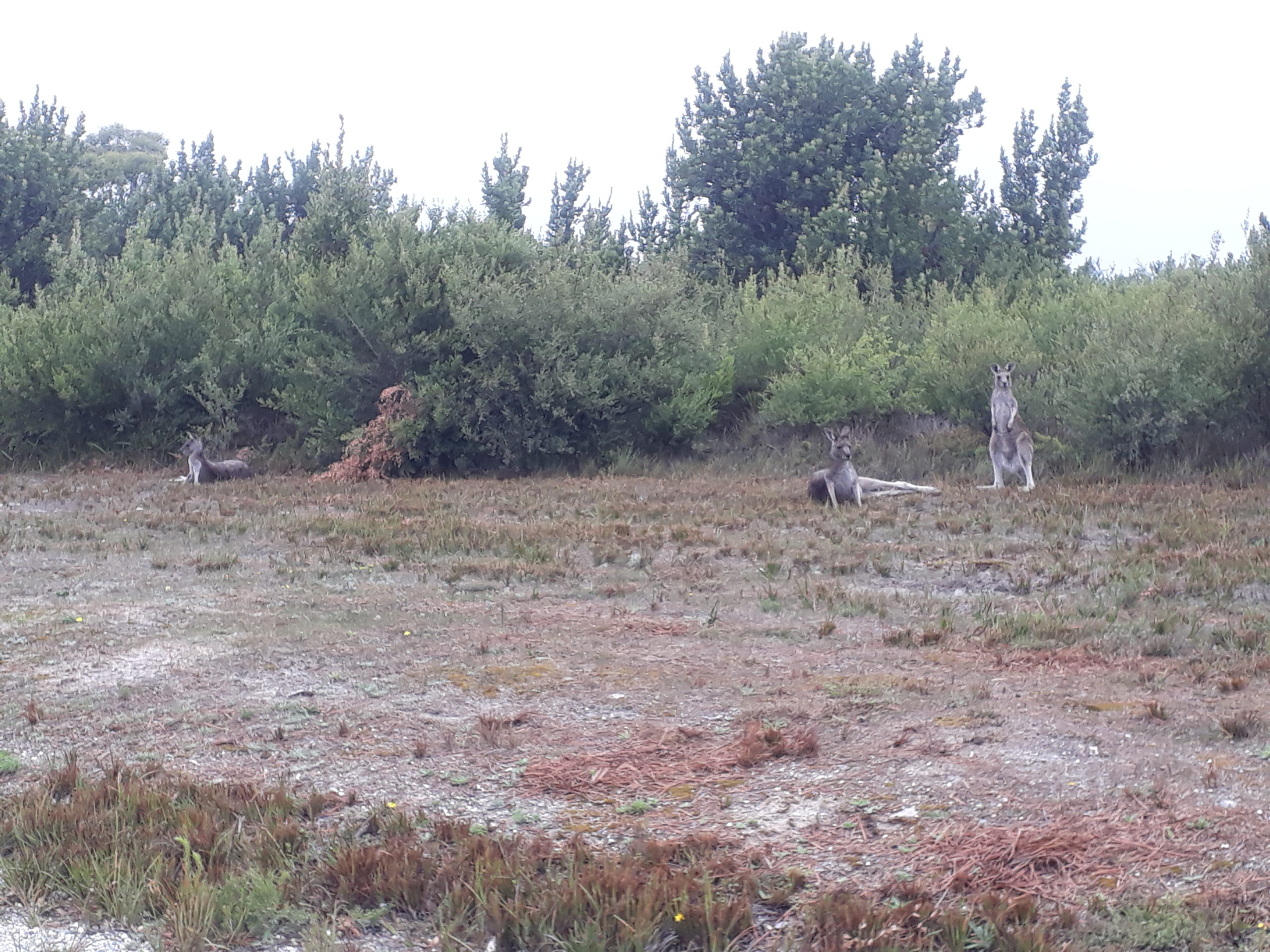 Here you can see chilling kangaroos