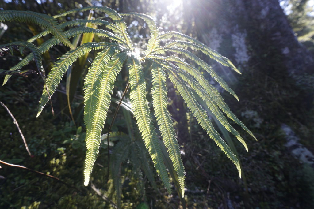 Here you should see a ferny in sunlight