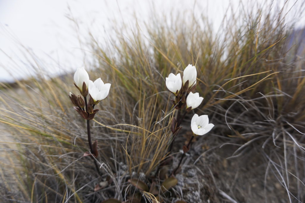 Here you should see a white flower