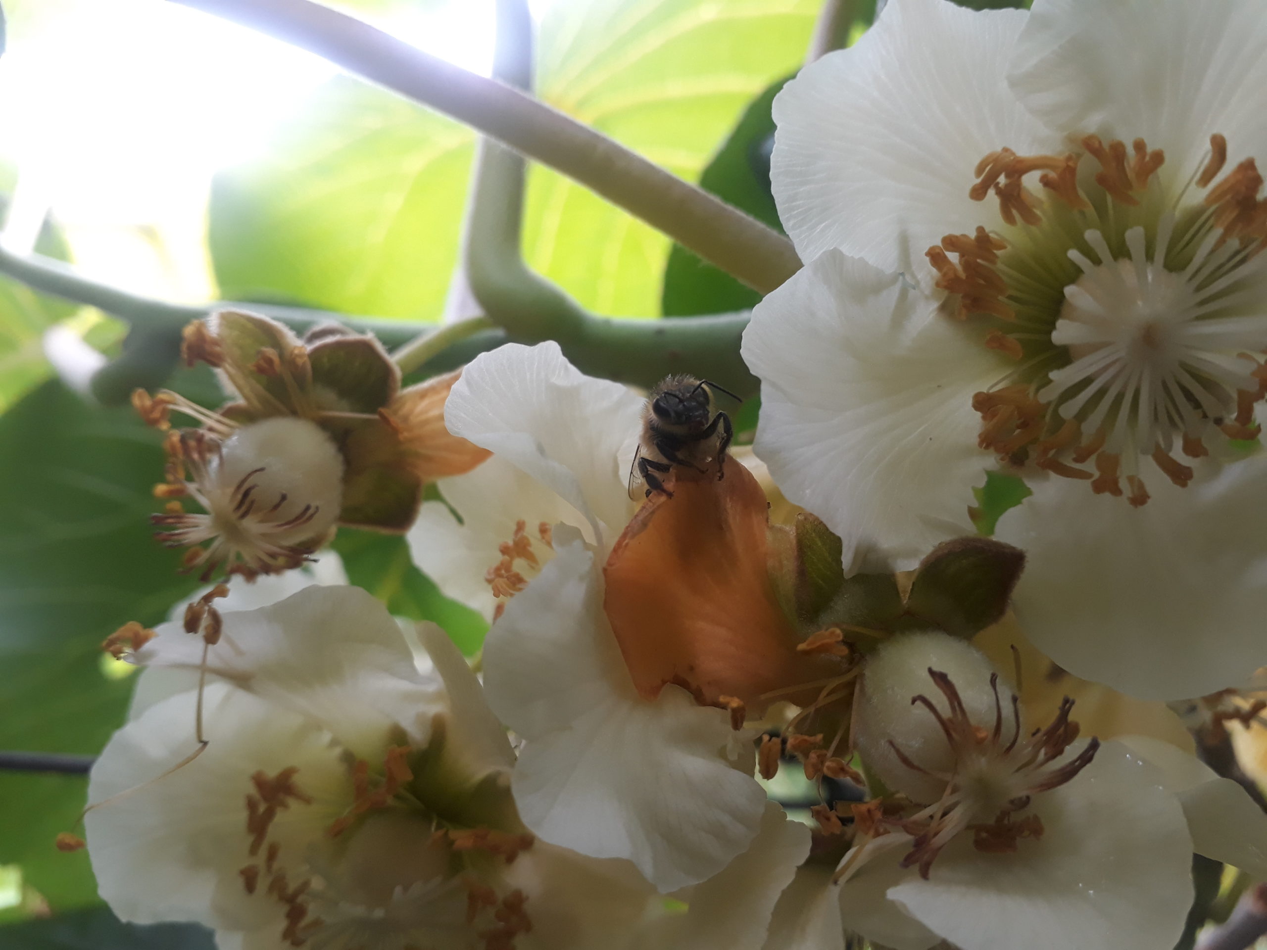 Here you should see a bee