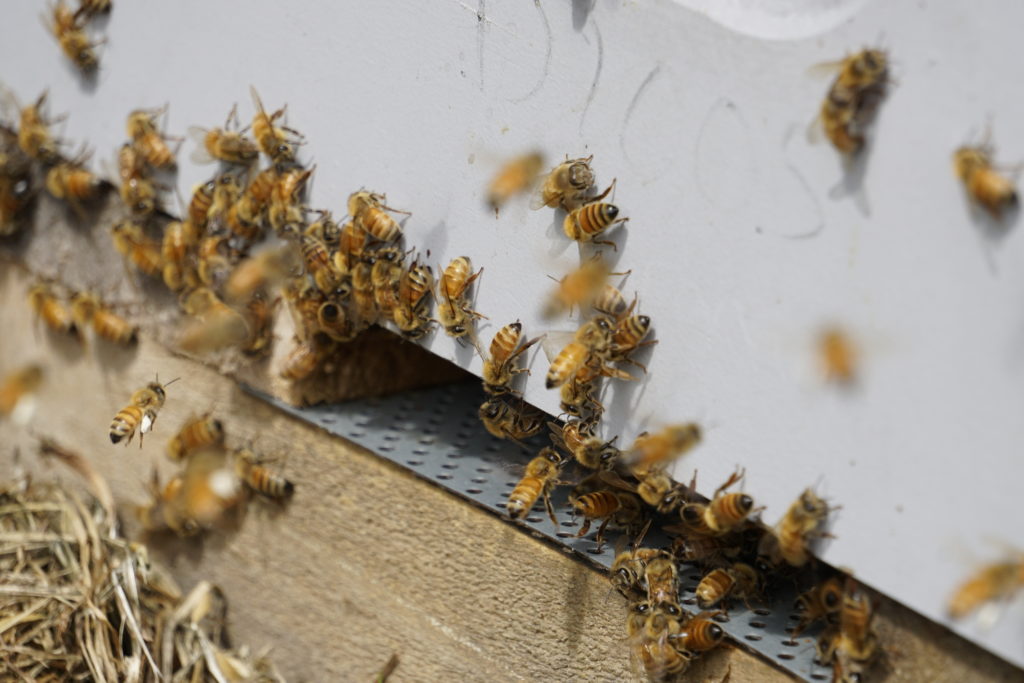 Here you should see many bees