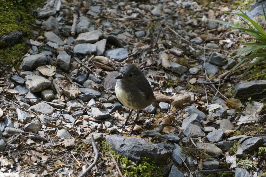 Toutouwai