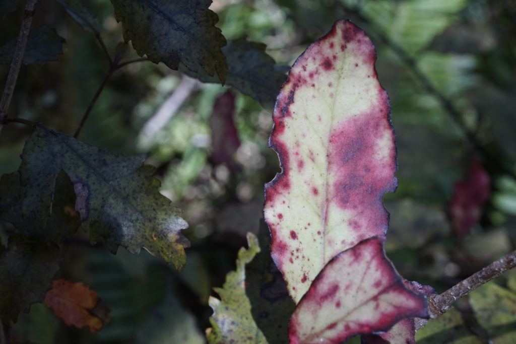 A colorful leaf