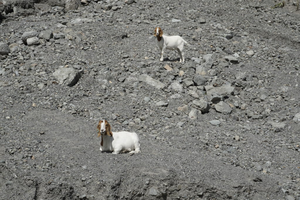 mountain goats