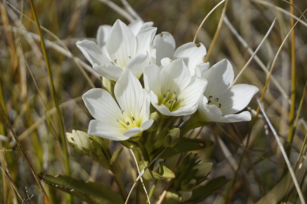 Picture of a flower Mount Somers