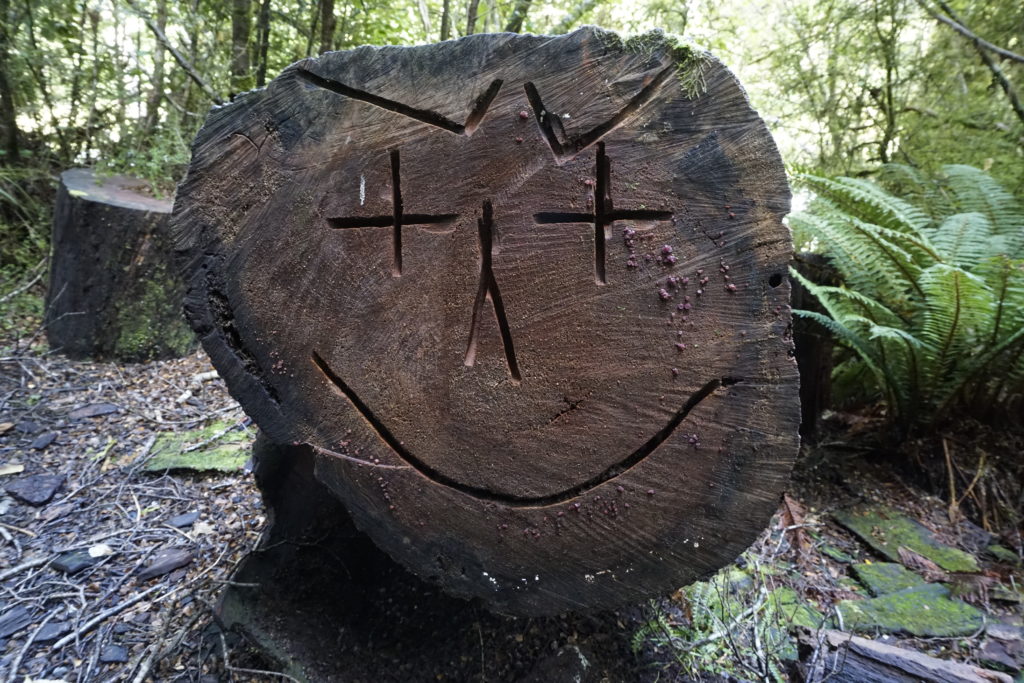 Tree along the Gillespie Pass Track