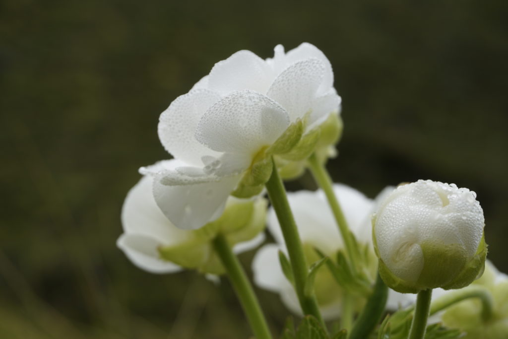 Flower on Gillespie Pass Track