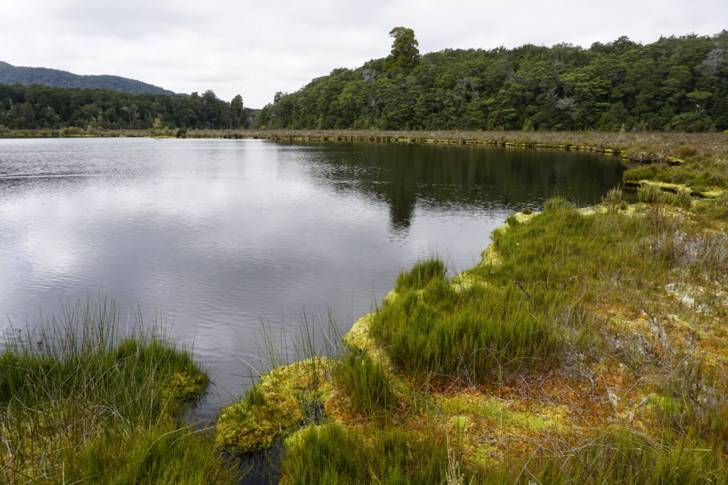 Swamp next to Kepler Track