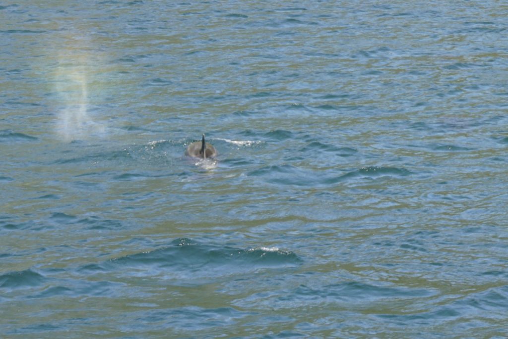 Dolphin at Milford Sound