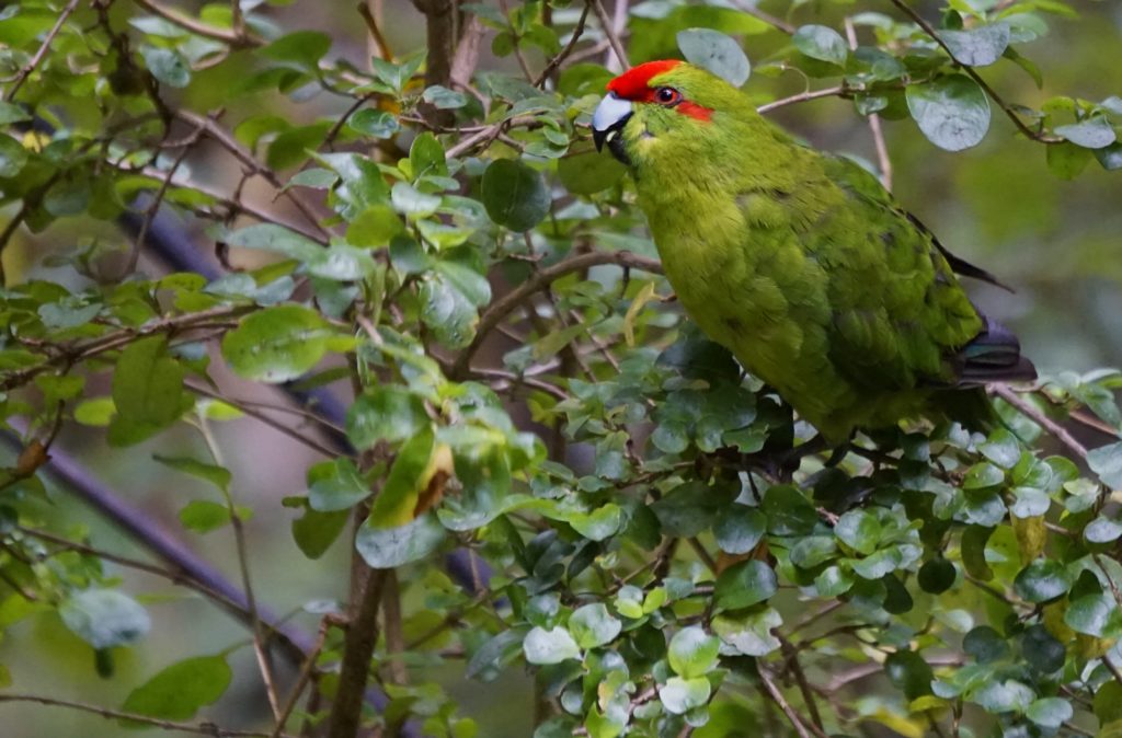 Kakariki / New Zealand Parakeet