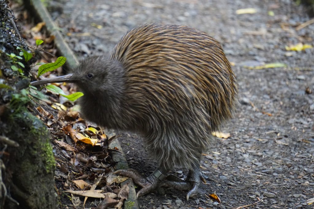 Kiwibird