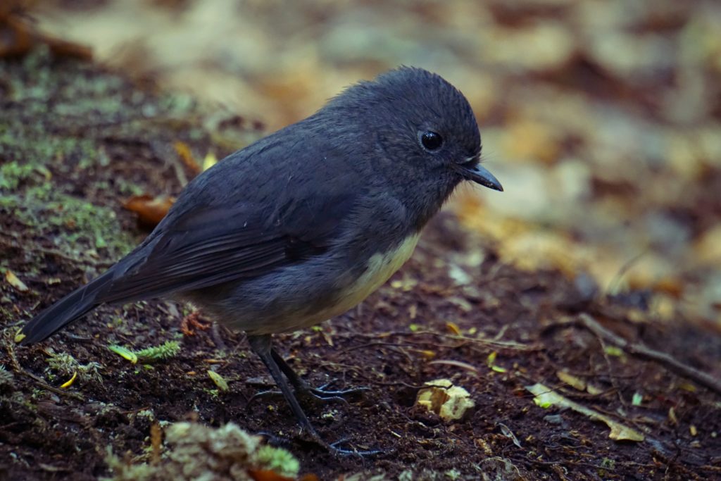 Robin Bird / Toutouwai