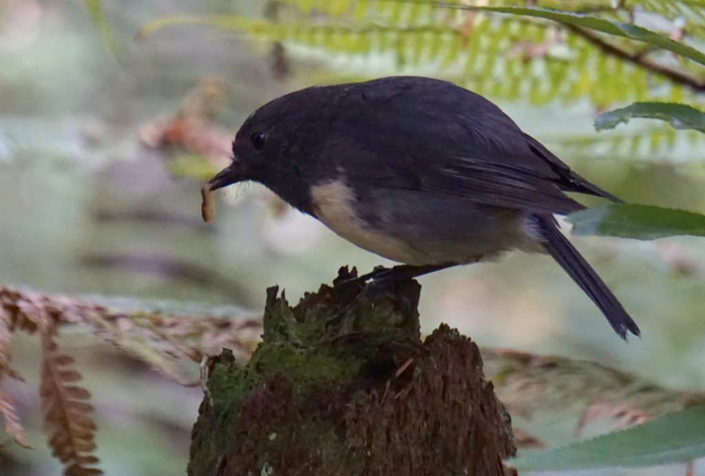 Toutouwai