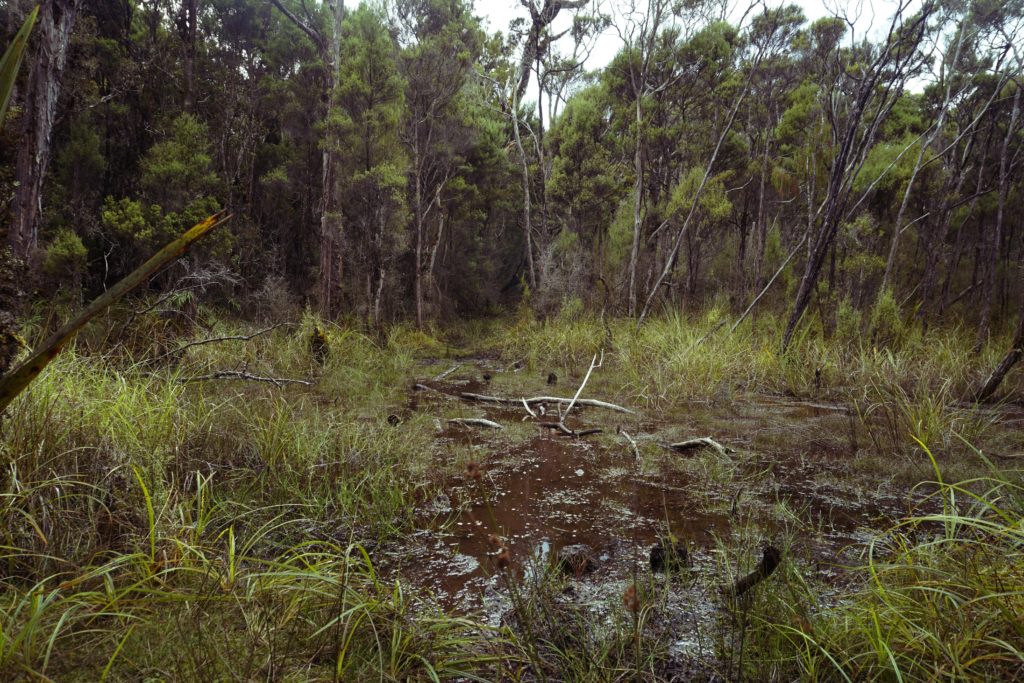 Muddy track on Rakiura