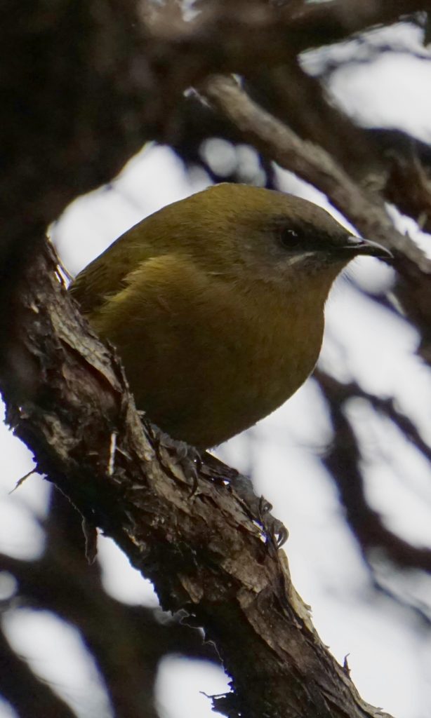 Bellbird