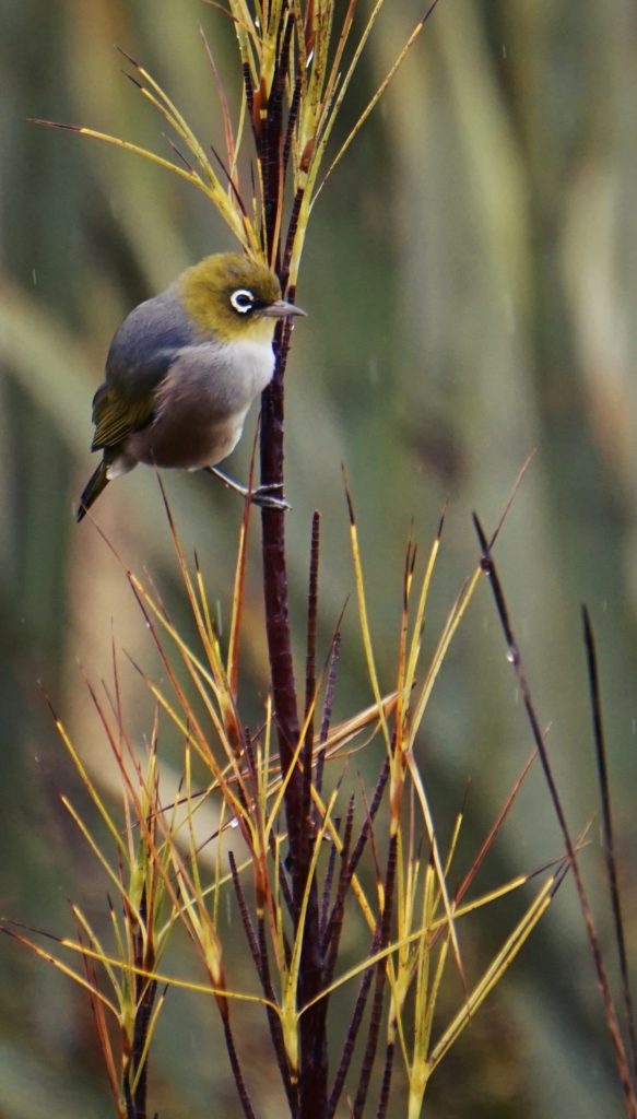 Silvereye