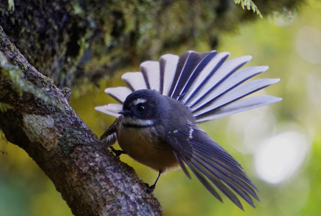 Fantail / Piwakawaka