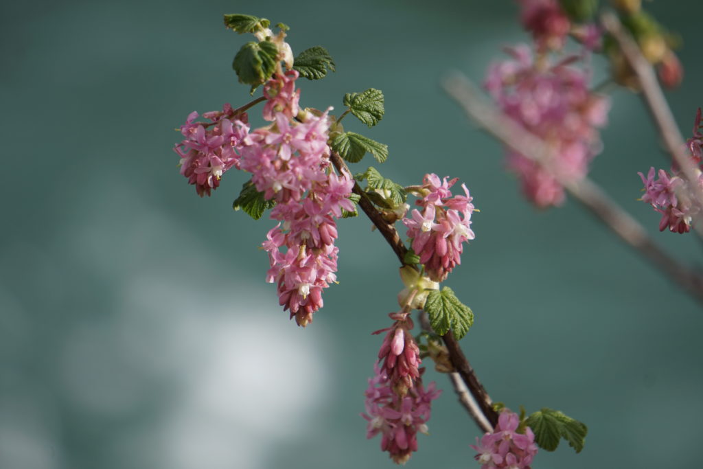 Flowers along the Clutha Gold Trail
