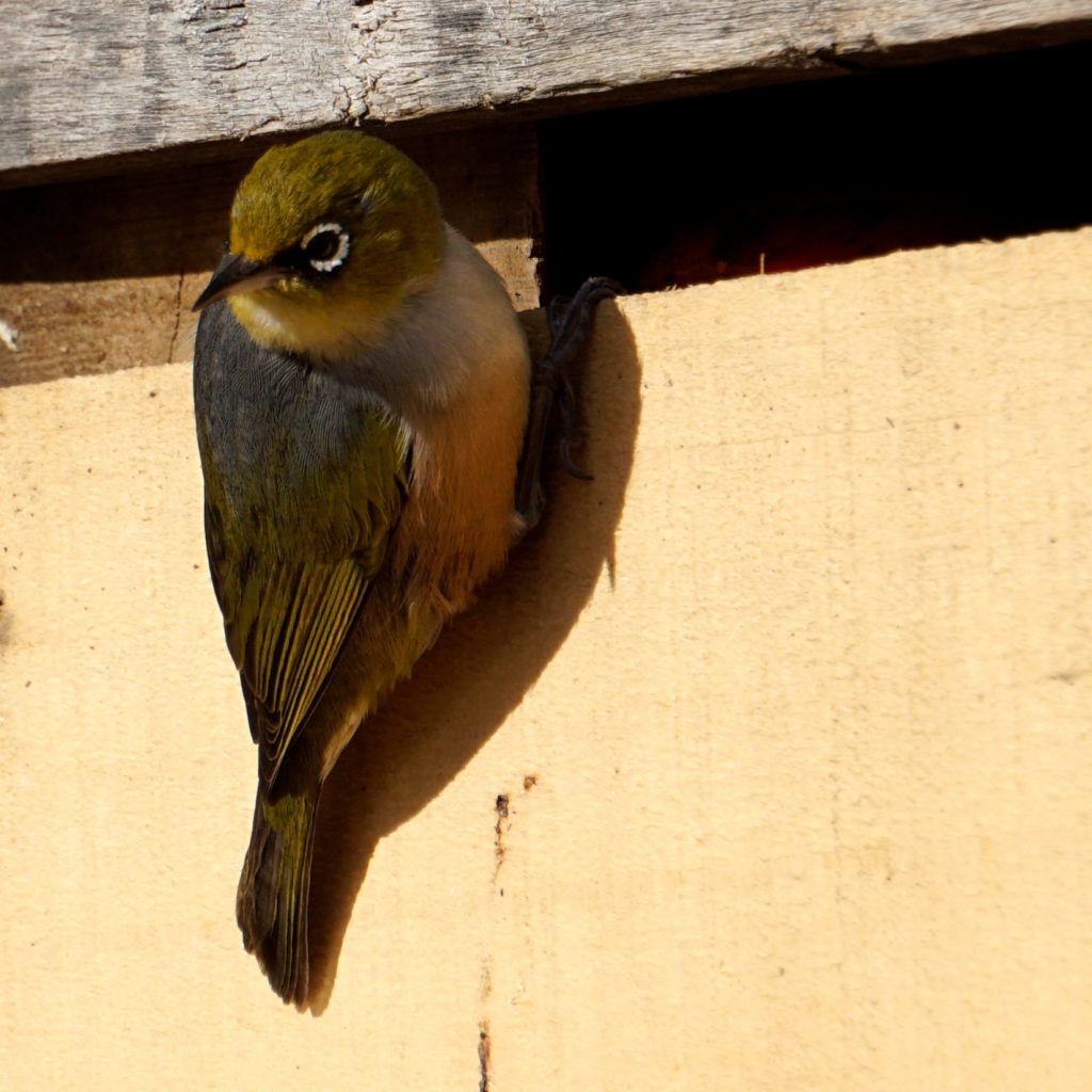 Silvereye bird