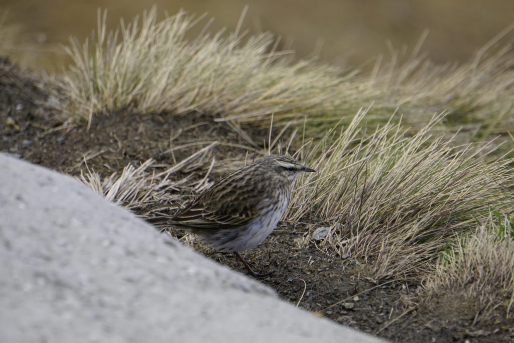 Sparrow at Roys Peak
