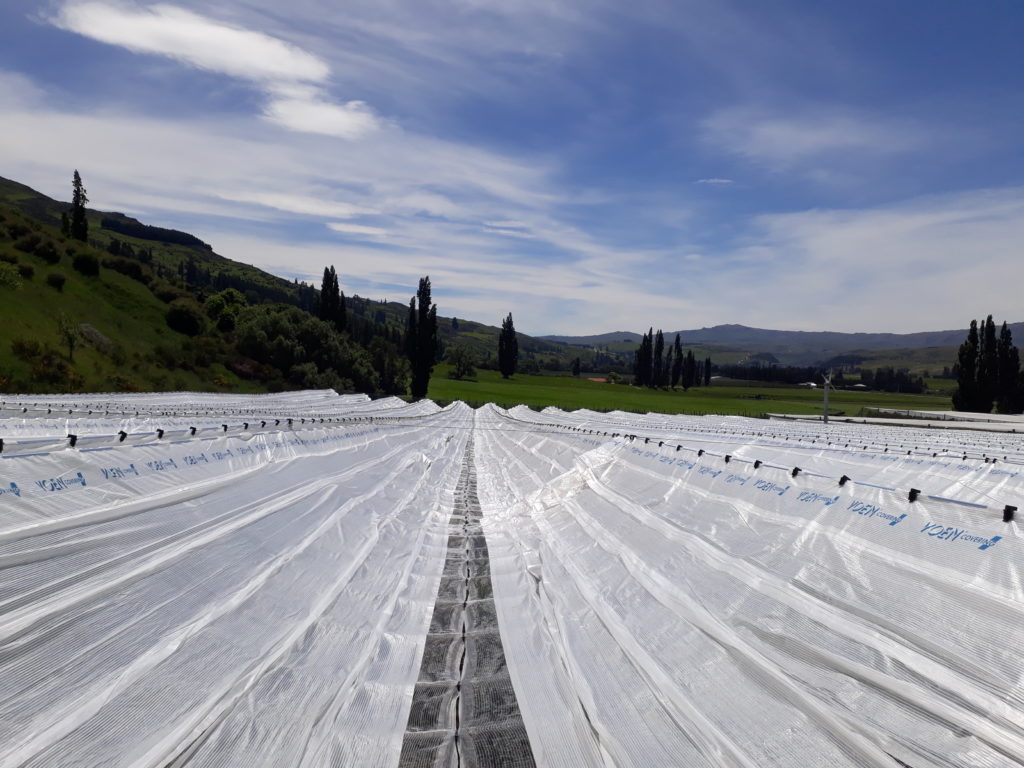 White rain cover being installed above a cherry orchard
